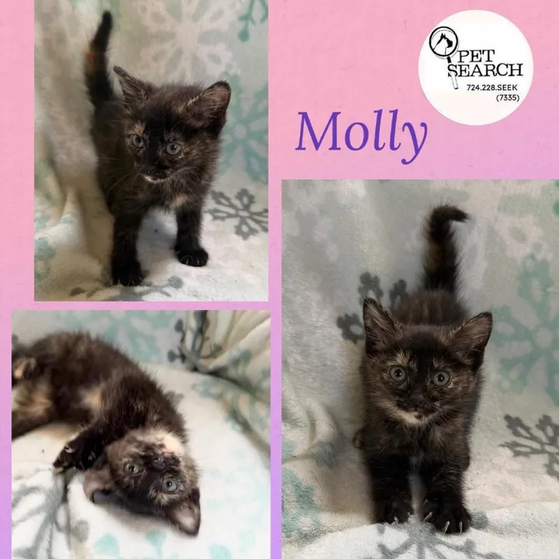 A baby small-sized female Tortoiseshell Domestic Short Hair cat named Molly for adoption in Washington, PA