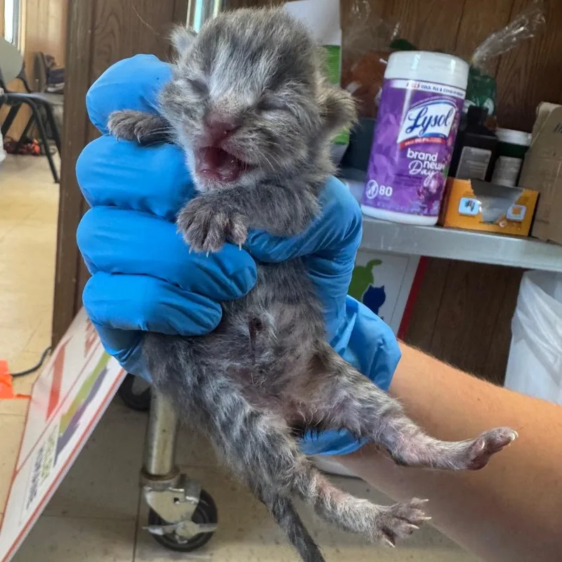 A baby small-sized female Gray / Blue / Silver Domestic Short Hair cat named Dill for adoption in Columbiana, AL