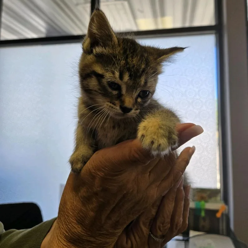 A baby small-sized female Gray / Blue / Silver Domestic Short Hair cat named Saphira for adoption in Branson, MO