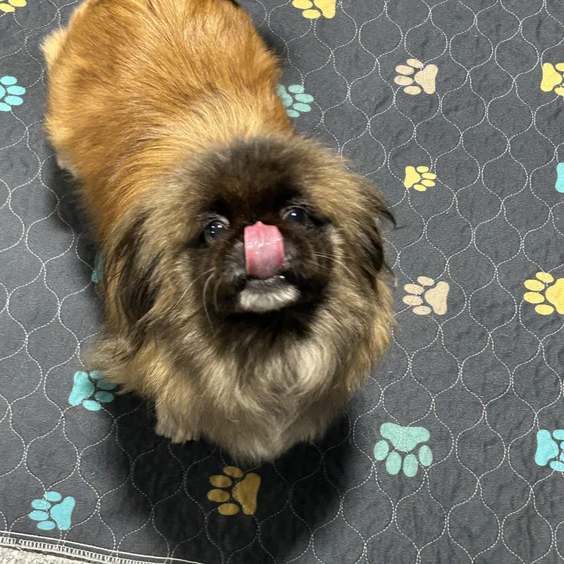 An adult small-sized female Pekingese dog named Brook. Nice dog for adoption in Antwerp, OH