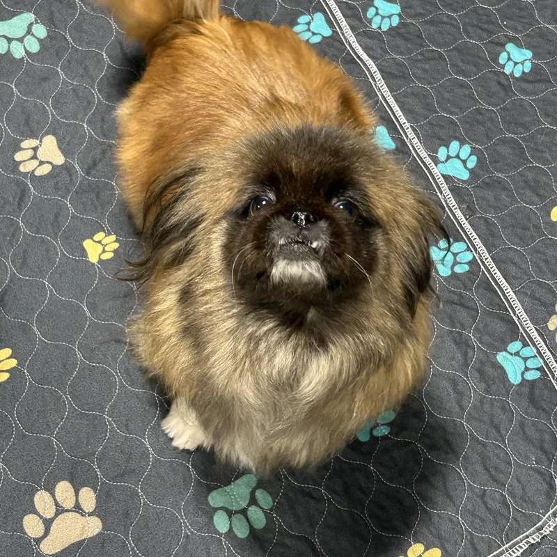 Brook. Nice dog thumbnail 5