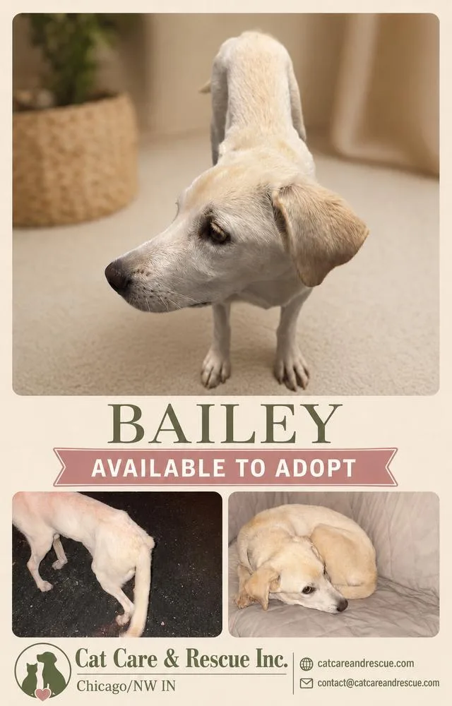 Bailey