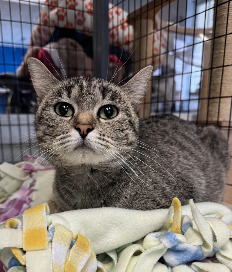 An adult medium-sized female Tabby (Brown / Chocolate) Domestic Short Hair cat named Tana for adoption in Buffalo, MN