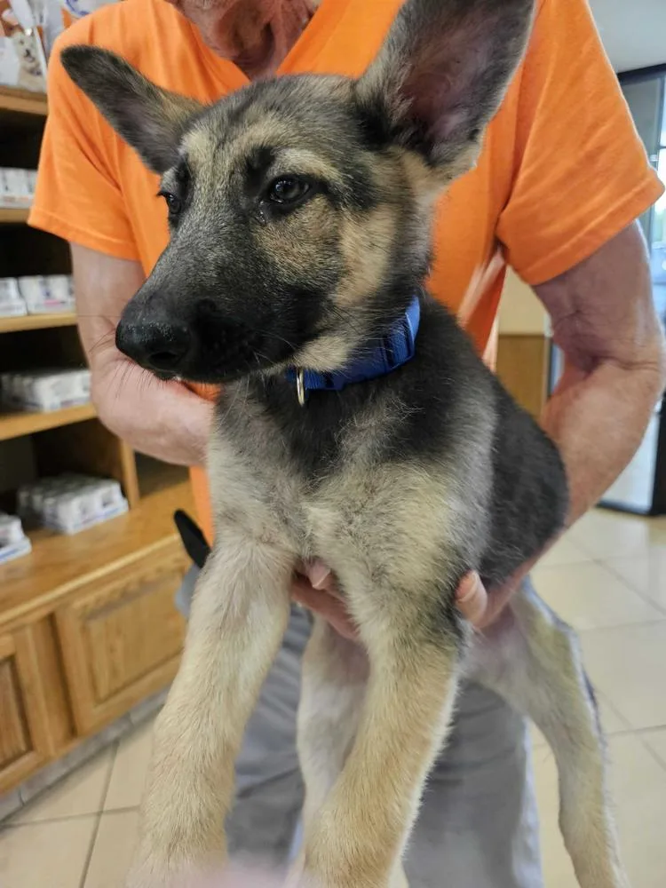 A baby large-sized female Brown / Chocolate German Shepherd Dog dog named Viola for adoption in Houston, TX
