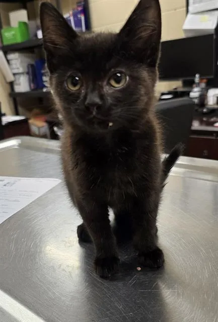 A baby small-sized female Domestic Short Hair cat named Cinder for adoption in Aliquippa, PA