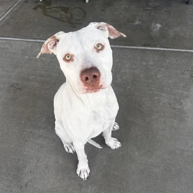 A young medium-sized male Pit Bull Terrier dog named Baymax for adoption in Denver, CO