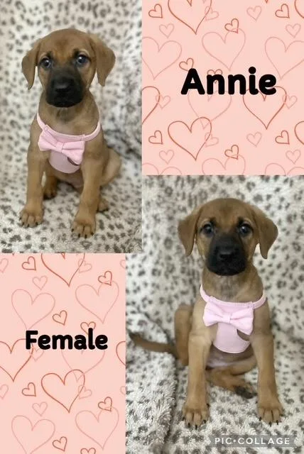 A baby medium-sized female Redbone Coonhound dog named Annie for adoption in Manchester, CT