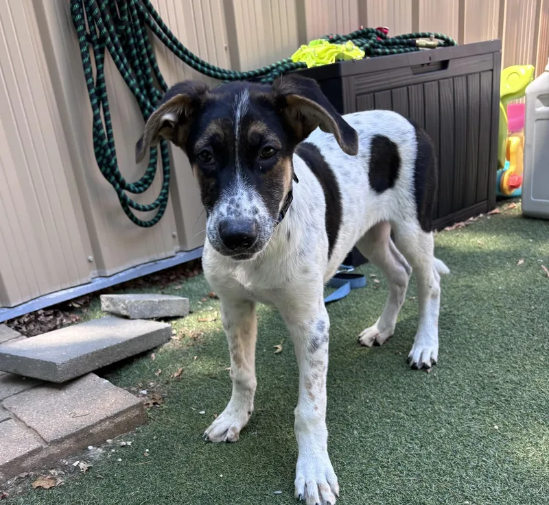 A baby medium-sized male Mixed Breed dog named Bandit for adoption in Pembroke, MA