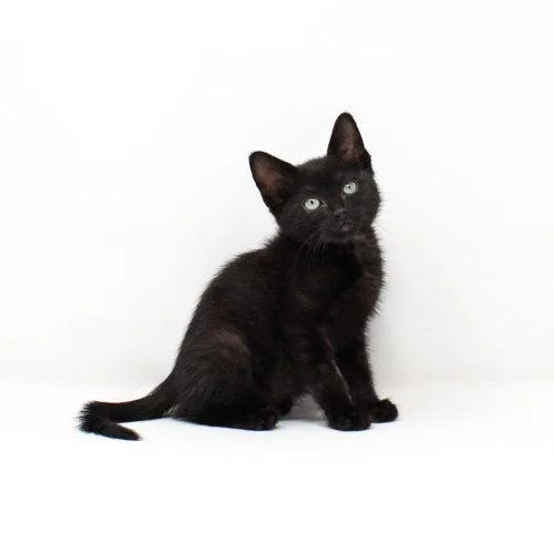 A baby medium-sized male Black Domestic Short Hair cat named Grackle for adoption in Florence, AZ