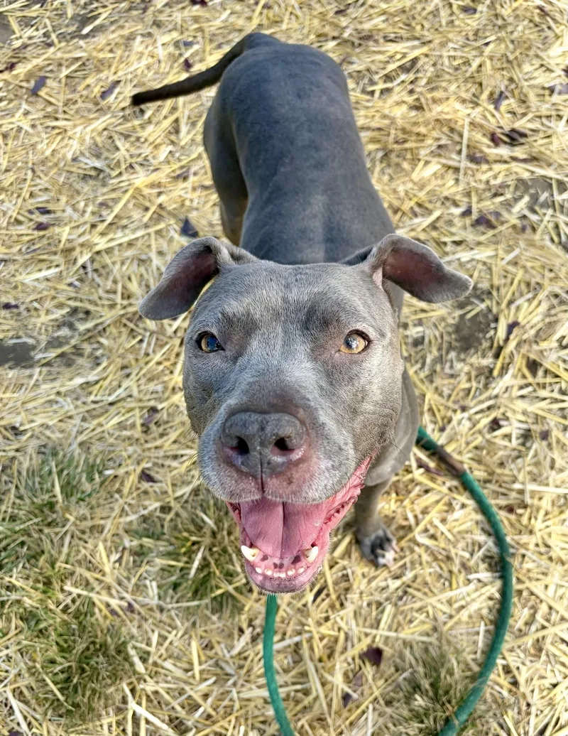 An adult medium-sized female Gray / Blue / Silver Pit Bull Terrier dog named Livie for adoption in Chicago, IL