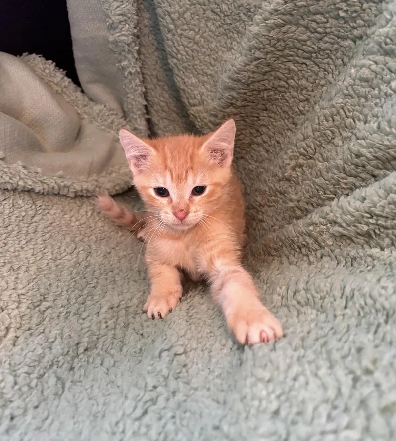 A baby medium-sized male Tabby (Orange / Red) Domestic Short Hair cat named Cheeto for adoption in Woodlawn, TN