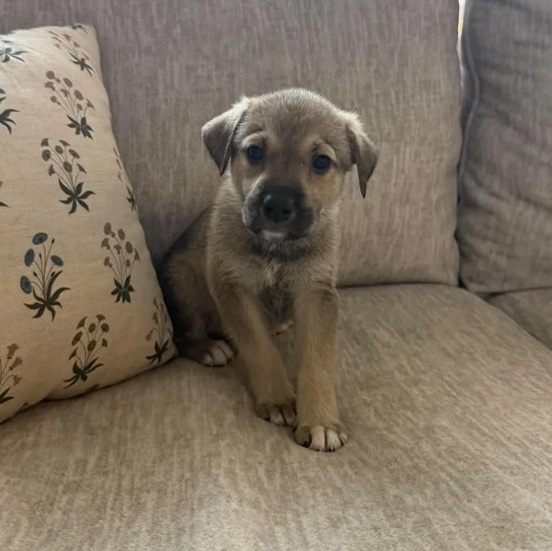 A baby large-sized female Black Shepherd dog named Snickerdoodle for adoption in Fort Worth, TX