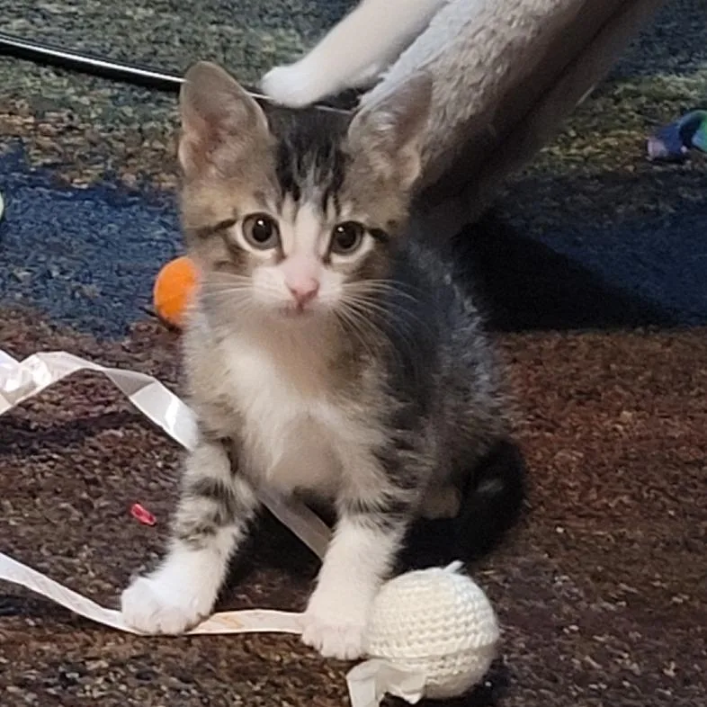 A baby small-sized male Gray / Blue / Silver Domestic Short Hair cat named Simon for adoption in FAIRWAY, KS