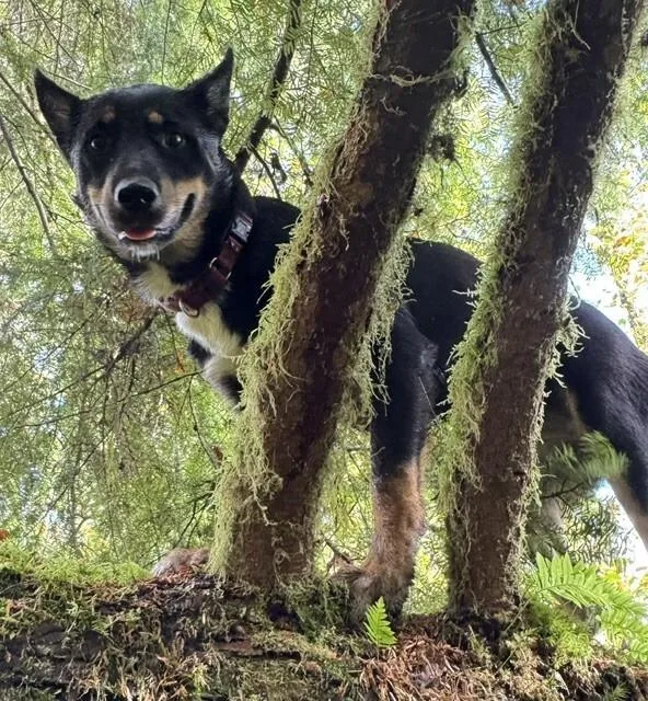 A young large-sized female Black German Shepherd Dog named Tala for adoption in Seattle, WA