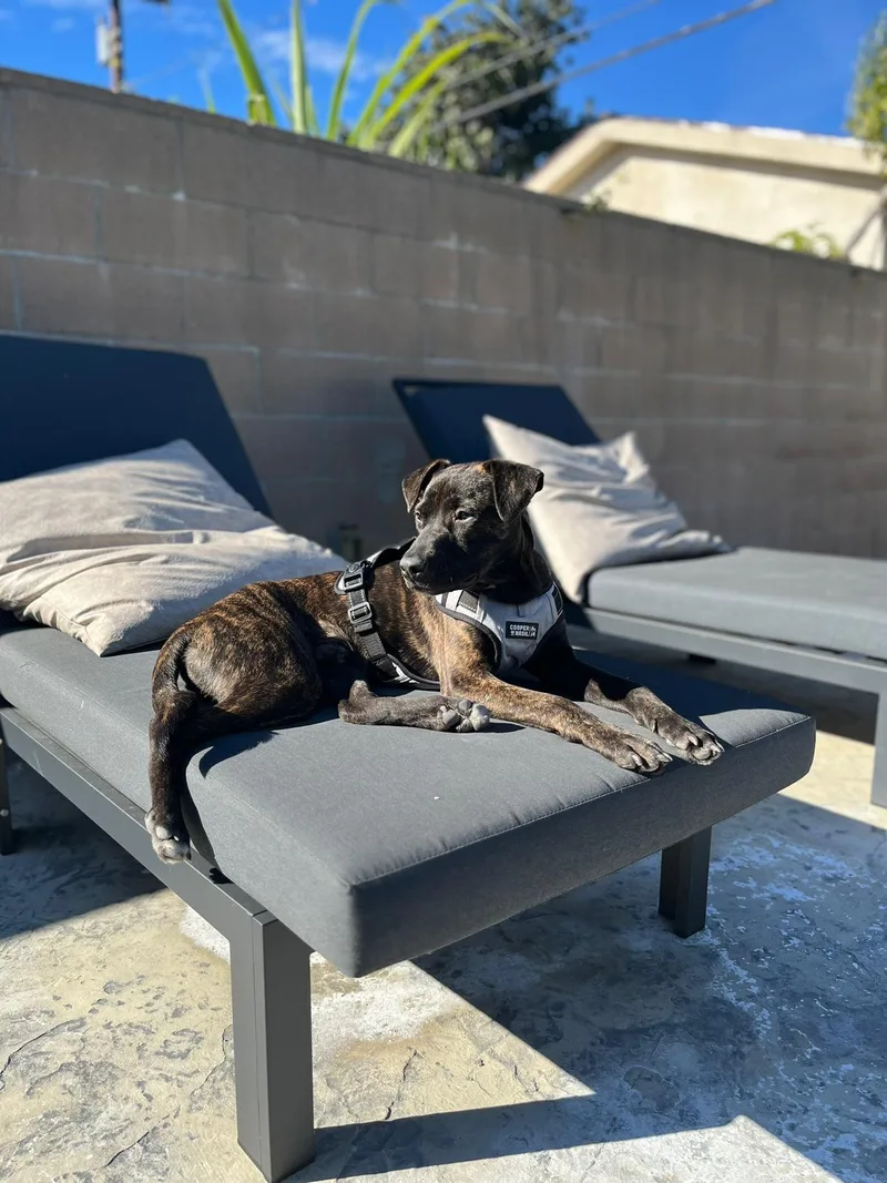 A young medium-sized male Pit Bull Terrier dog named Jake Bonded Pair With for adoption in Roseville, CA
