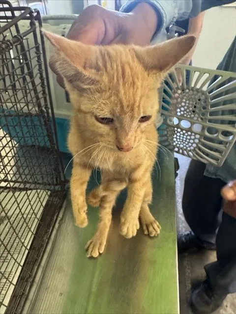 A baby medium-sized female Domestic Short Hair cat named 3 for adoption in Los Angeles, CA