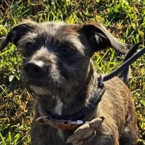 An adult medium-sized female Gray / Blue / Silver Terrier dog named Pebbles for adoption in Fairfax, VA