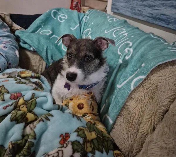 An adult small-sized male Terrier dog named Thoreau for adoption in San Diego, CA