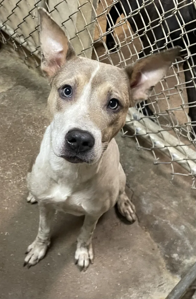 A young medium-sized female Terrier dog named Rain HOLD for adoption in Canton, OH