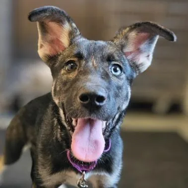A baby large-sized female Husky dog named Jorgia Blue for adoption in Barron, WI