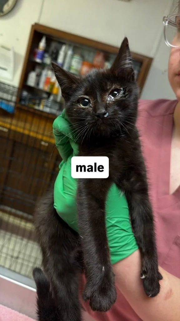 A baby medium-sized male Black Domestic Short Hair cat named Thyme for adoption in Columbus, NE