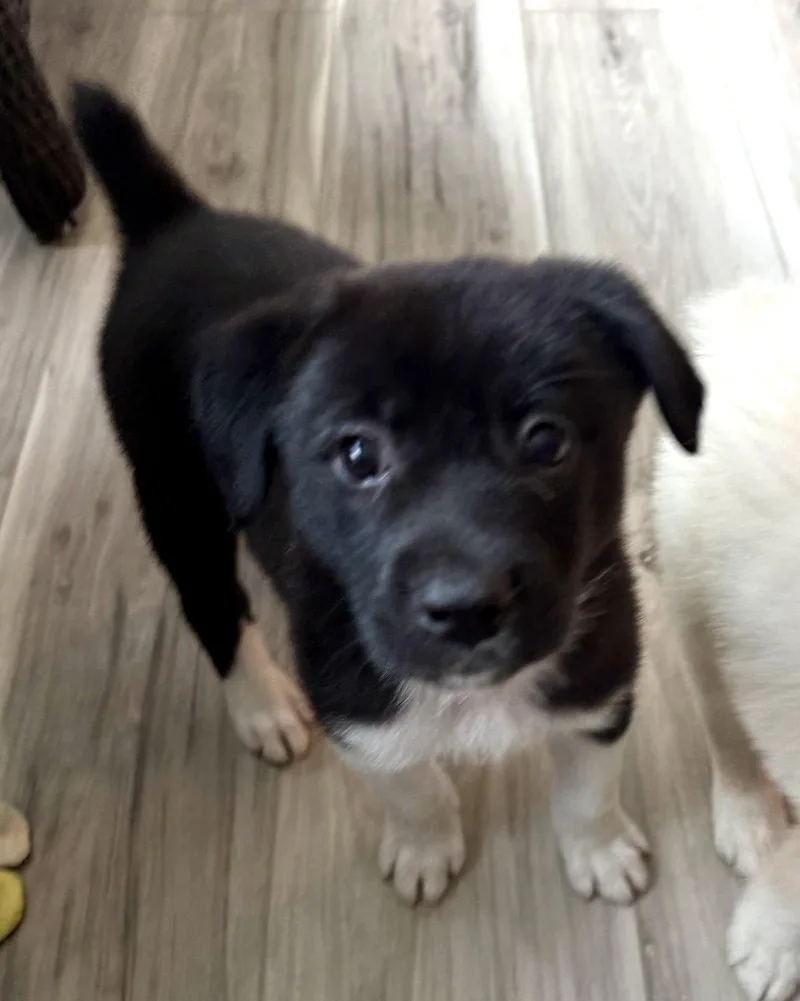 A baby medium-sized female Labrador Retriever dog named Sable for adoption in Royal Palm Beach, FL