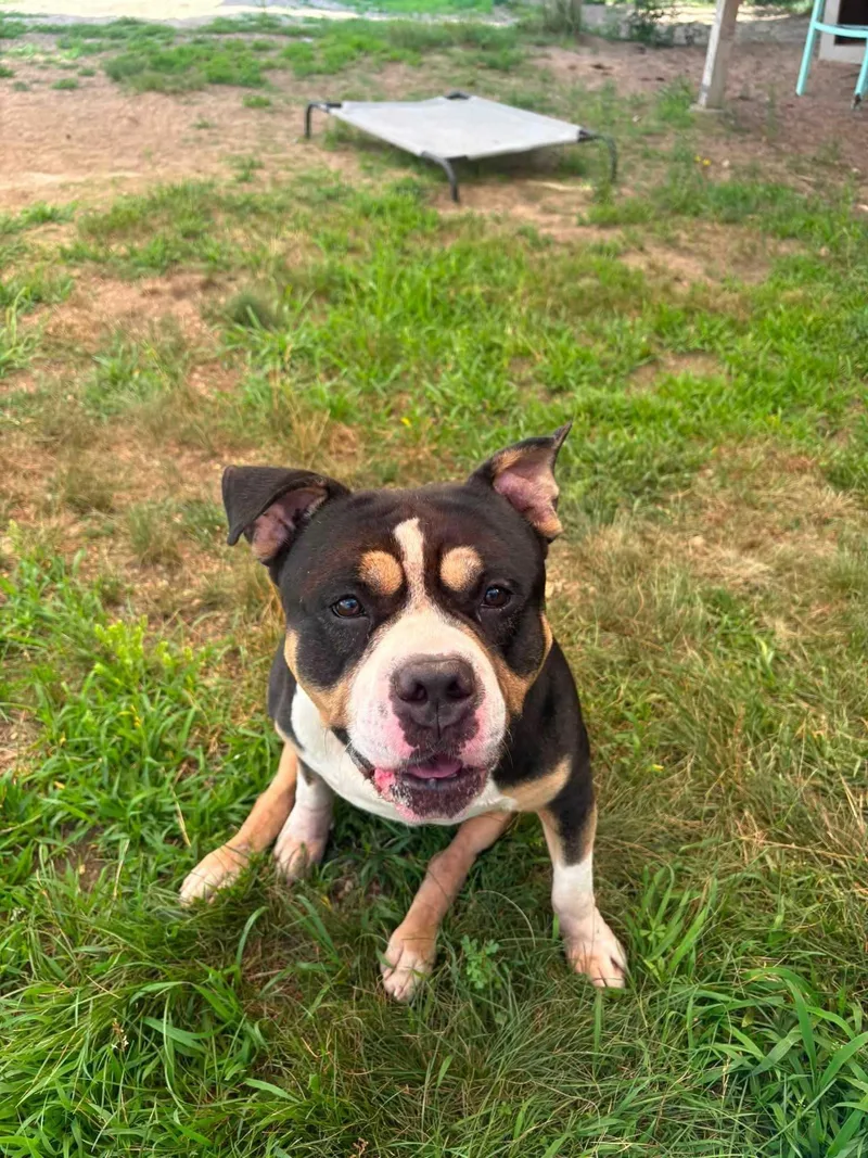 An adult large-sized male Bulldog dog named Boris for adoption in Manchester, NH