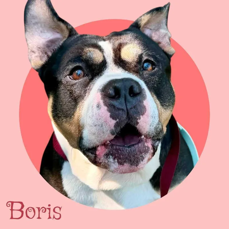 Boris thumbnail 5
