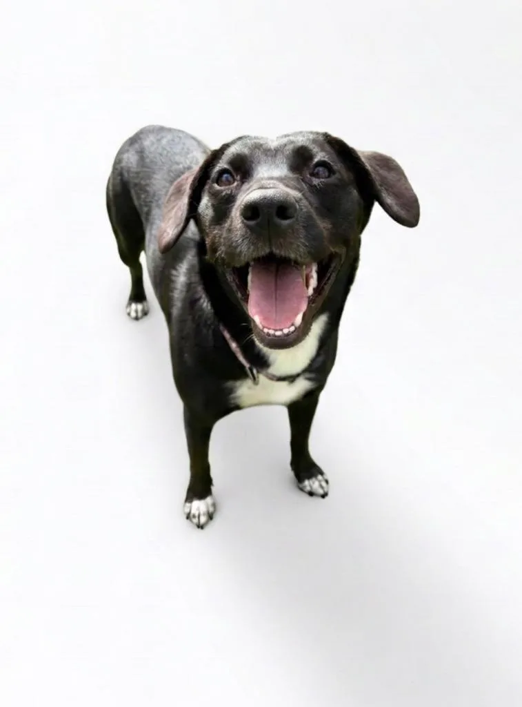 A young medium-sized female Australian Cattle Dog / Blue Heeler dog named Lucy for adoption in Hudson, NY