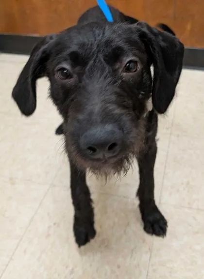 A baby large-sized female Pit Bull Terrier dog named Snap for adoption in Burlington, WA