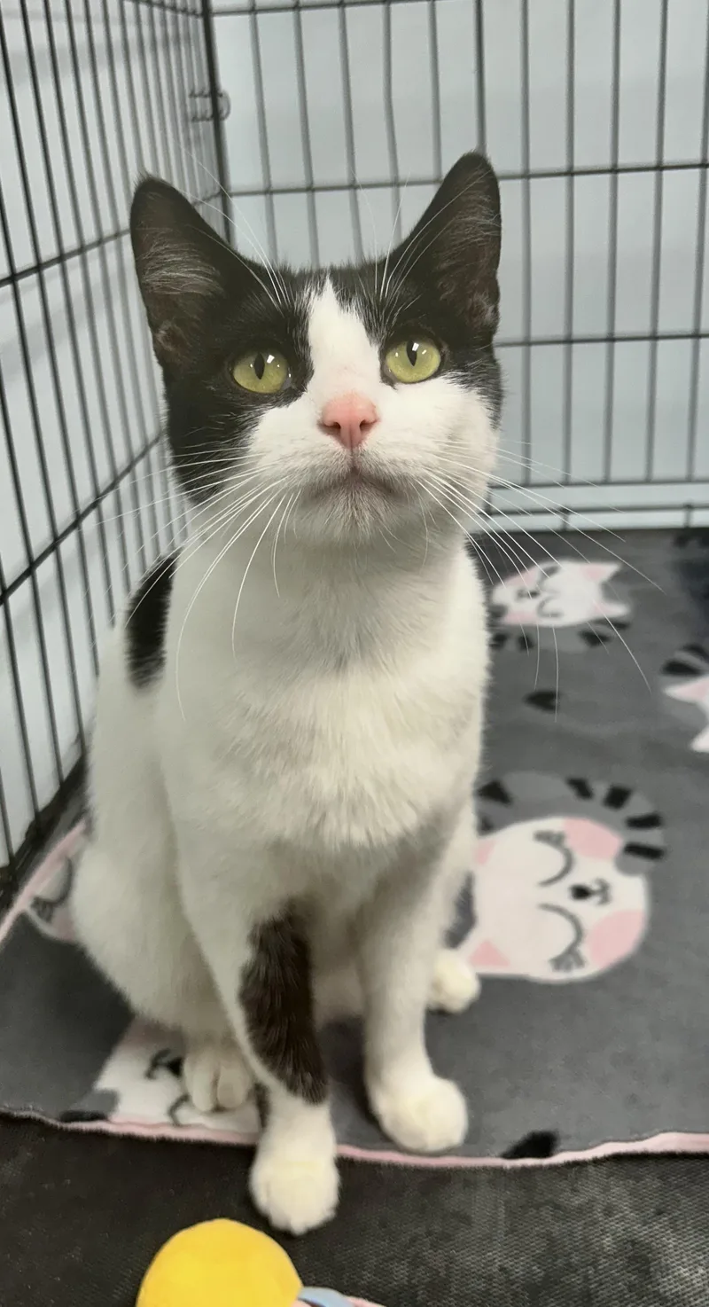 Dominique thumbnail 2