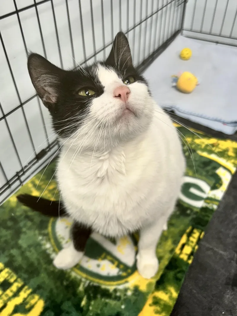 Dominique thumbnail 3