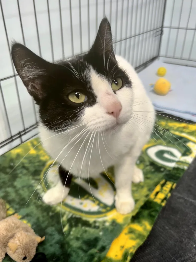 Dominique thumbnail 4