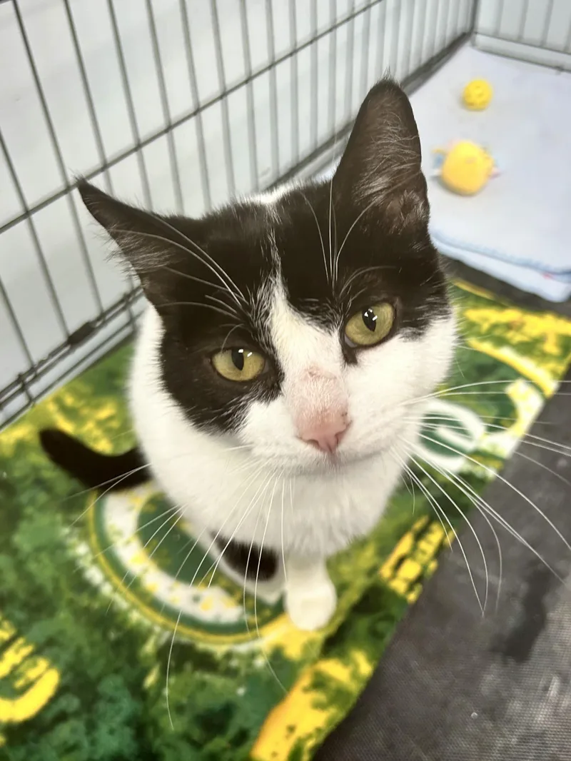 A young medium-sized female Black & White / Tuxedo Domestic Short Hair cat named Dominique for adoption in Grand Rapids, MI