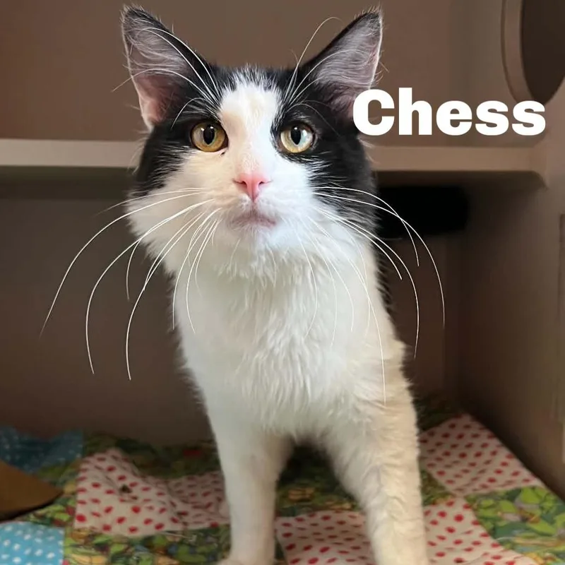Chess