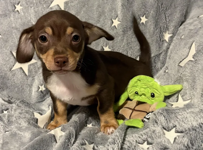 A baby small-sized male Brown / Chocolate Chiweenie dog named Yoda for adoption in Oakdale, CA
