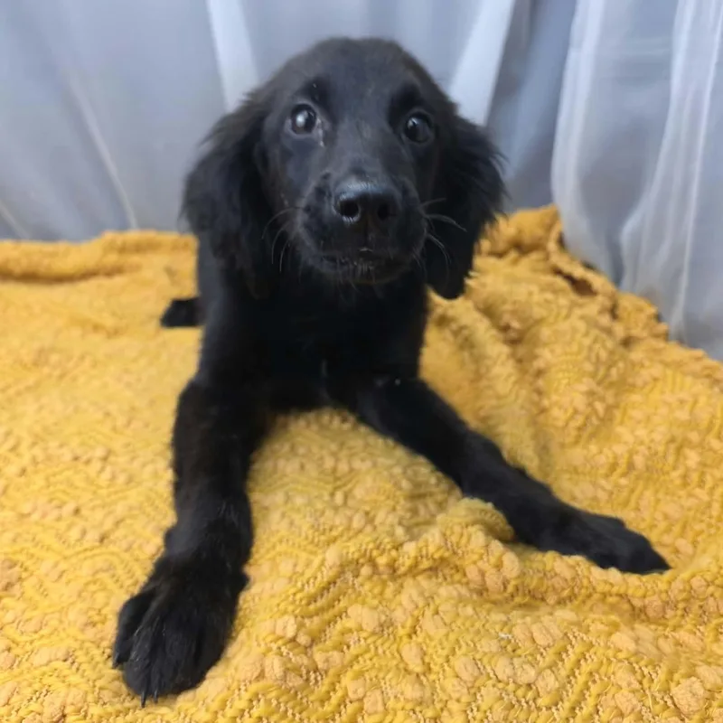 A baby large-sized female Black Golden Retriever dog named Birdie for adoption in Foley, AL