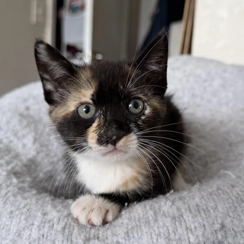 A baby medium-sized female Calico Domestic Short Hair cat named Miss Piggy for adoption in jacksonville, FL