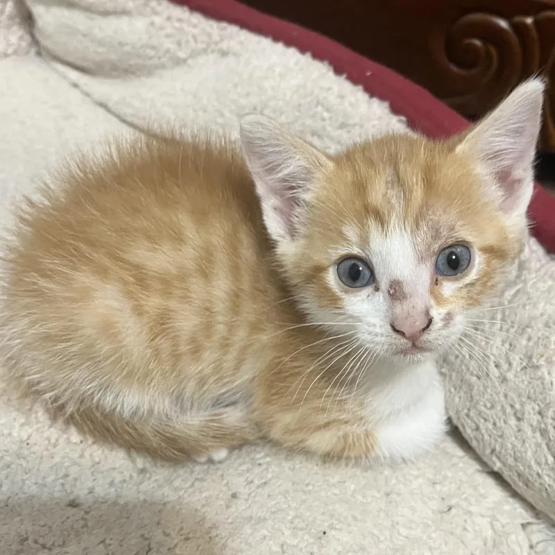 A baby small-sized female Buff / Tan / Fawn Domestic Short Hair cat named Kayak for adoption in Brownsboro, AL