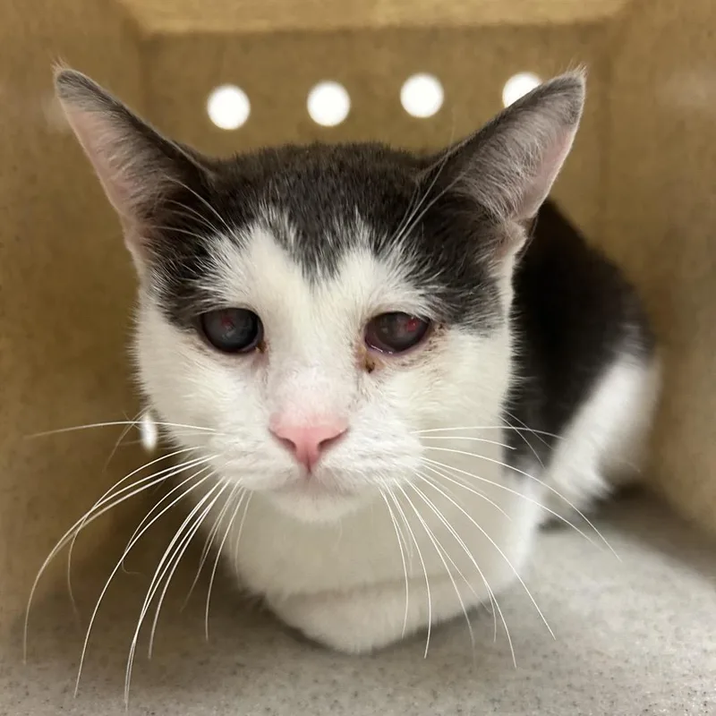An adult medium-sized female Domestic Short Hair cat named Berry for adoption in Reno, NV