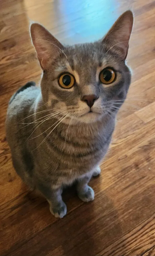 An adult medium-sized male Domestic Short Hair cat named Max for adoption in Maryville, TN