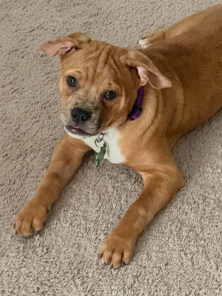 A baby medium-sized female American Bully dog named Skittle for adoption in Las Vegas, NV