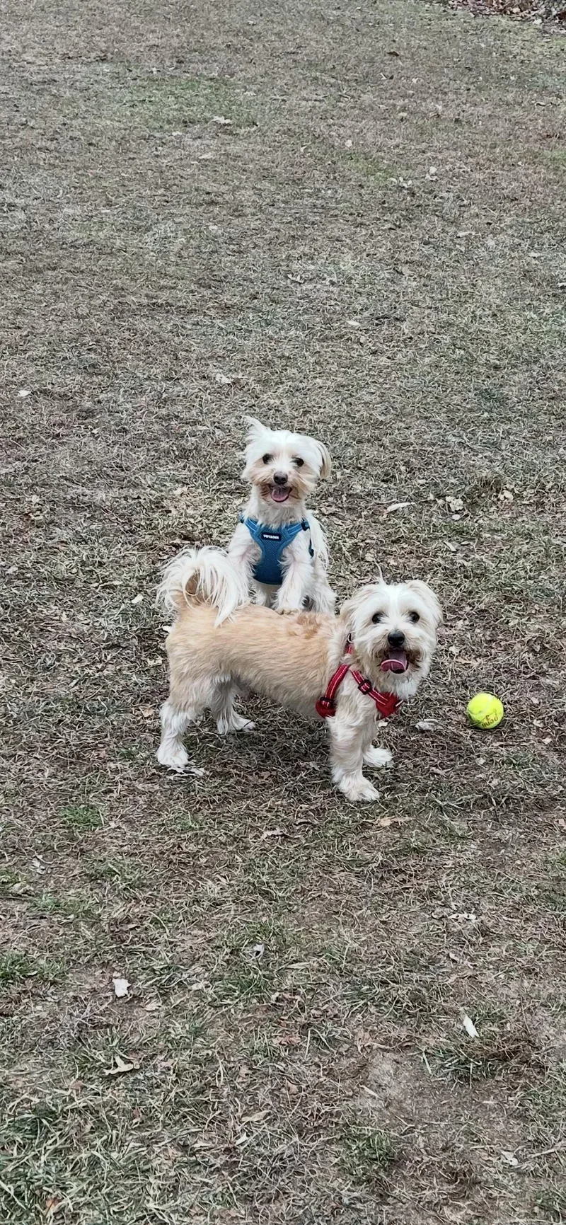 An adult small-sized male White / Cream Morkie dog named Teddy And Snuggy for adoption in New York, NY