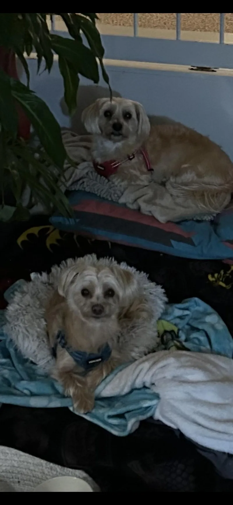 Teddy And Snuggy thumbnail 3