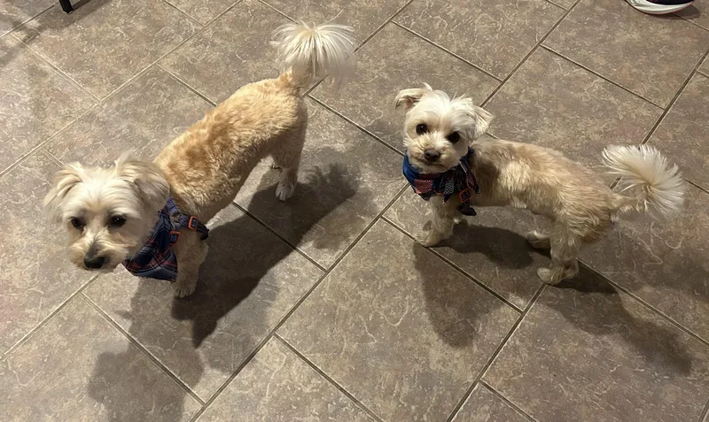 Teddy And Snuggy thumbnail 4