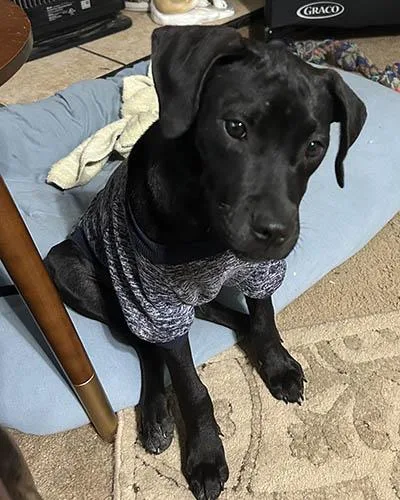 A young medium-sized male Black Black Labrador Retriever dog named Stallone for adoption in Lake Wylie, SC
