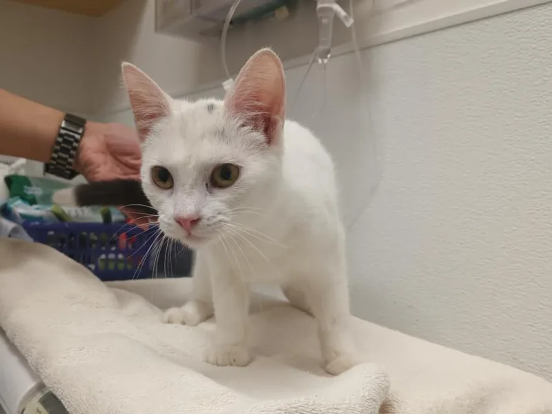 An adult small-sized female Domestic Short Hair cat named Qtip for adoption in Los Angeles, CA