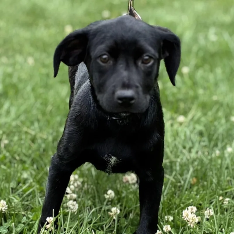 A baby medium-sized female Black Labrador Retriever dog named Baby for adoption in South Elgin, IL