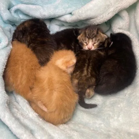 A baby small-sized female Tortoiseshell Domestic Short Hair cat named Miss Peep for adoption in Roswell, GA