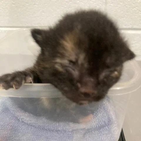 Miss Peep thumbnail 2